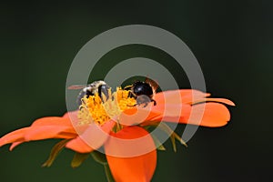 Bumblebees on Mexican Sunflower