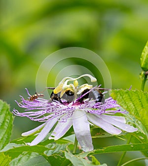 Bumblebees on Passion Flower
