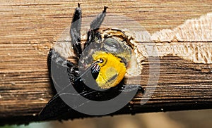 Bumblebees perched on a branch.