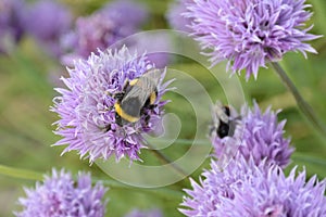 Bumblebees Pollinating a Chive Flower Allium Schoenoprasum