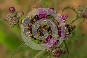 Bumblebees on a purple flower in the garden in springtime