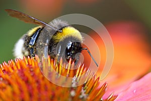 Bumblebees are good pollinators of all kinds of plants and fruit trees photo