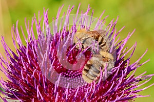 Bumblebees on violet flower of thistle - closeup