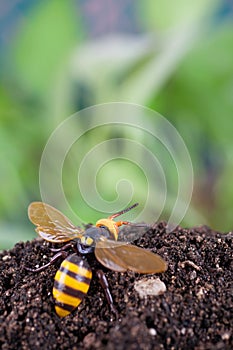 Bumblebees wake up after hibernation