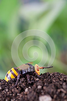 Bumblebees wake up after hibernation