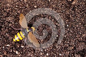 Bumblebees waking up after hibernation