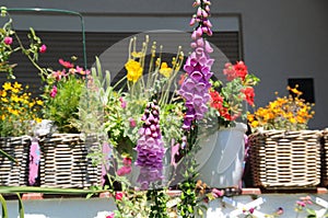 Bumblebees on a warm day outside in a summer garden.