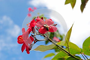 A bumblee bee sucks nectar from red peregrina flowers