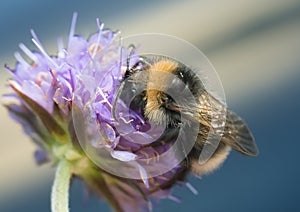Bumblee feeding on field scabious