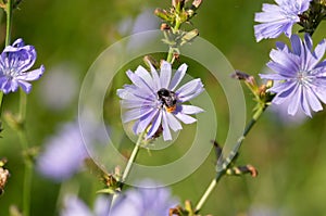 Bumbleebee on chicory flower