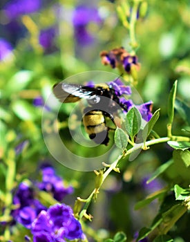 Bumbling buzzing bumble bees