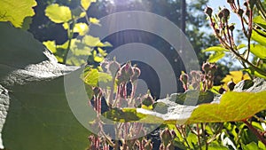 Bumming roses in the garden.