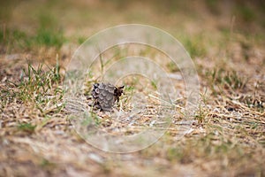 A bump on the ground, a bump close up, a bump on the ground