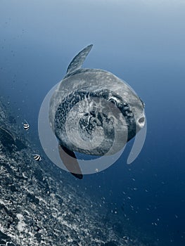 Bump-Head Sunfish - Mola alexandrini