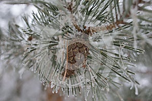 a bump on the pine branch