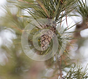 Bump on the tree in nature