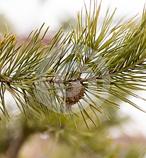 Bump on the tree in nature