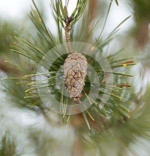 Bump on the tree in nature