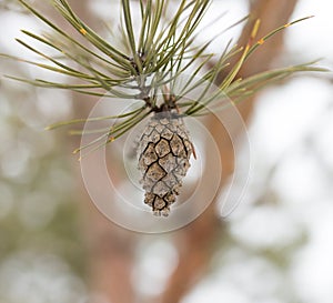 Bump on the tree in nature