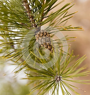 Bump on the tree in nature