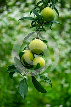 A bumper harvest of plums