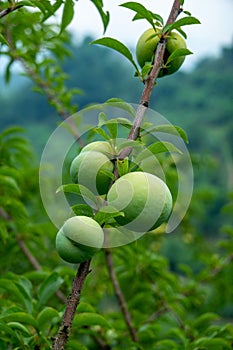 A bumper harvest of plums