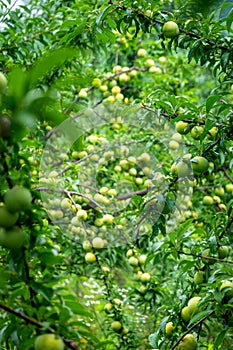 A bumper harvest of plums