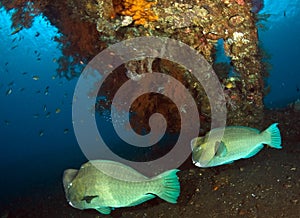 Bumphead Parrotfish