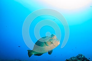 Bumphead Parrotfish