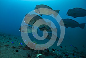 Bumphead Parrotfish Bolbometopon muricatum