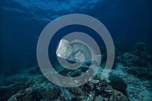 Bumphead Parrotfish Bolbometopon muricatum