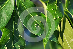 Bumps covering ash tree leaves caused by gall mites