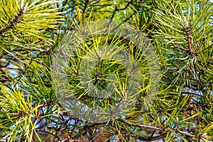 Bumps on spruce in the forest texture