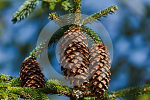 Bumps on a tree