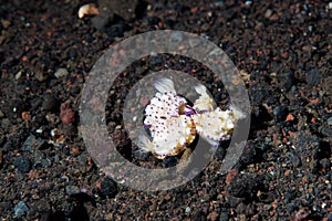 Bumpy Mexichromis Mexichromis multituberculata