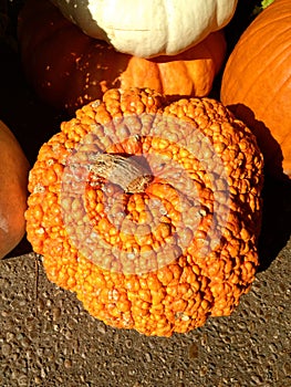 Bumpy Pumpkin