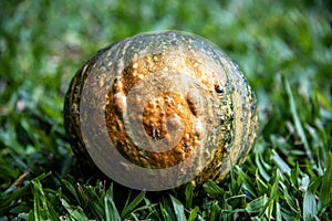 The pumpkin and its textures