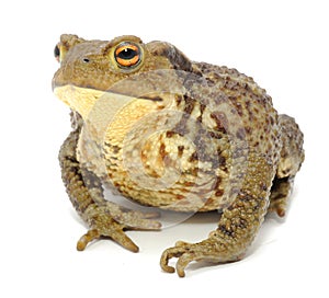 Bumpy Toad Close-up photo