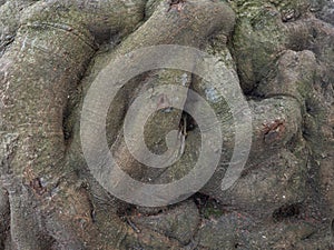 bumpy tree bark. bark structure. Tree trunk close-up. Bark of tree