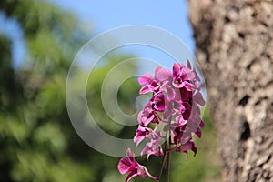 Blooming Purple Pink Orchid With Tree Barks