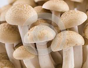 Buna Shimeji Mushroom