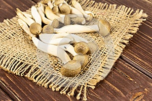 Buna shimeji mushroom on brown wood