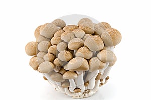 Buna Shimeji mushrooms.