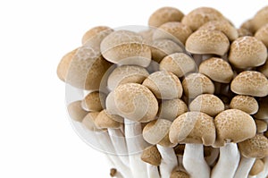 Buna Shimeji mushrooms.