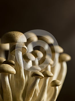 Buna Shimoji, Brown Beech, Mushrooms