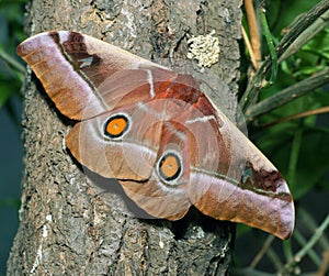 Bunaea alcinoe butterfly