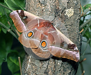 Bunaea alcinoe butterfly