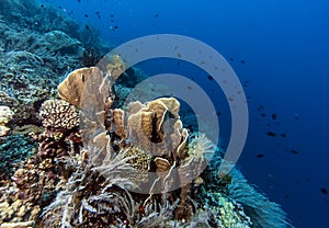 Bunaken National Marine Park.Indonesia