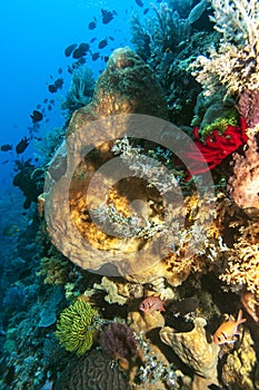 Bunaken National Marine Park.Indonesia