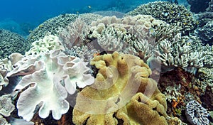 Bunaken National Marine Park.Indonesia